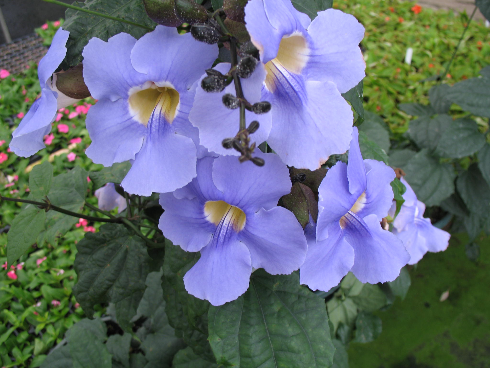 Online Plant Guide Thunbergia Grandiflora Bengal Clock Vine